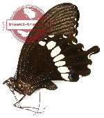 Papilio polytes ssp.