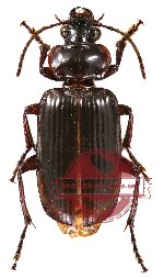 Carabidae sp. 4