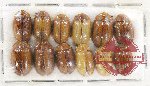 Scientific lot no. 351 Chrysomelidae (12 pcs)