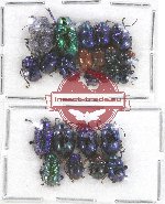 Scientific lot no. 313 Chrysomelidae (24 pcs)