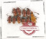 Scientific lot no. 355 Chrysomelidae (10 pcs)