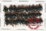 Scientific lot no. 325 Chrysomelidae (30 pcs)