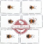 Scientific lot no. 359 Chrysomelidae (6 pcs)