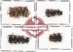 Scientific lot no. 350 Chrysomelidae (17 pcs)