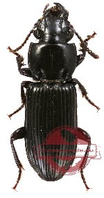 Carabidae sp. 5