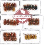 Scientific lot no. 334 Chrysomelidae (45 pcs)