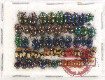 Scientific lot no. 293 Chrysomelidae (58 pcs)