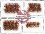 Scientific lot no. 337 Chrysomelidae (35 pcs A2)