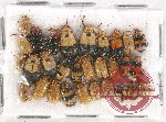 Scientific lot no. 294 Chrysomelidae (30 pcs)