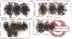 Scientific lot no. 321 Chrysomelidae (15 pcs)