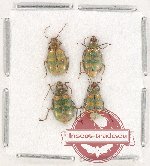 Scientific lot no. 353 Chrysomelidae (4 pcs)