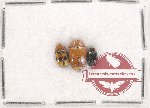 Scientific lot no. 303 Chrysomelidae (3 pcs)