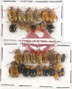 Scientific lot no. 315 Chrysomelidae (33 pcs)