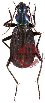 Carabidae sp. 6