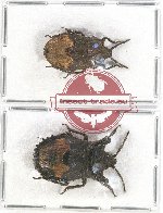 Scientific lot no. 807 Heteroptera (2 pcs)