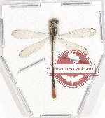 Odonata sp. 69 (A-)