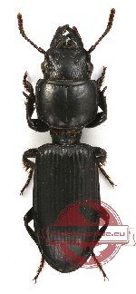 Carabidae sp. 7