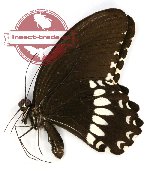 Papilio alphenor nicomachus