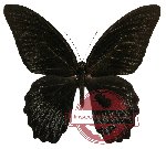 Papilio memnon ssp. merapu (A2)