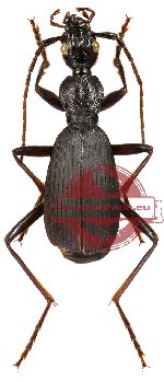 Carabidae sp. 8