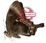 Papilio lorquinianus ssp. esmae (AA-)