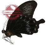 Papilio ascalaphus ssp. munascalapus
