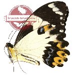 Papilio euchenor ssp. naucles (A2B)