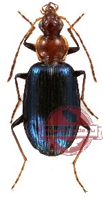 Carabidae sp. 10