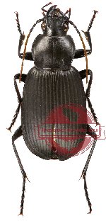 Carabidae sp. 11