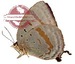 Arhopala herculina (A-)