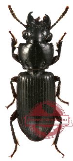Carabidae sp. 12