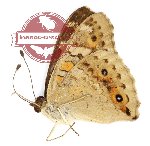 Junonia villida villida