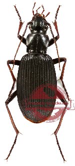 Carabidae sp. 13