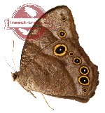 Melanitis leda salomonis (A-)