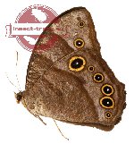 Melanitis leda salomonis