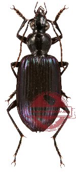 Carabidae sp. 14