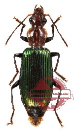 Carabidae sp. 18