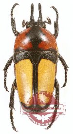 Dicheros (s.str.) bicornis floresianus