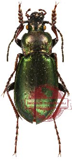 Carabus aeneolus