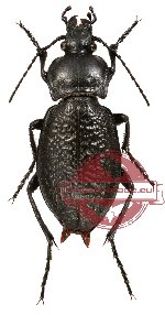 Carabus carbonicolor callosus