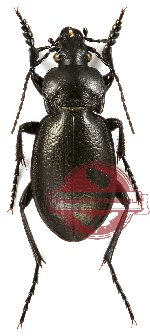 Carabus erosus bogdanovi