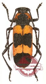 Purpuricenus quadrinotatus (5 pairs)