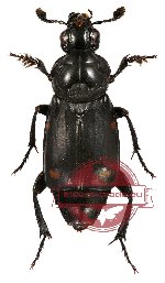 Nicrophorus (s.str.) kieticus Mroczkowski, 1959 (5 pcs)