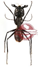 Camponotus gigas (10 pcs)