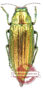 Chrysodema (s.str.) wallacei Deyrolle, 1864 (A2)