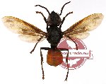 Vespa affinis continentalis Bequaert, 1936 (SPREAD)