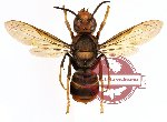 Vespa velutina variana Vecht, 1957 (SPREAD)