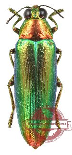 Chrysochroa bimaensis