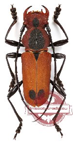 Euryphagus maxillosus Olivier, 1795