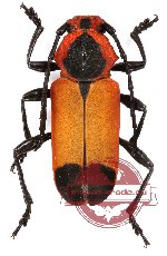 Euryphagus maxillosus Olivier, 1795